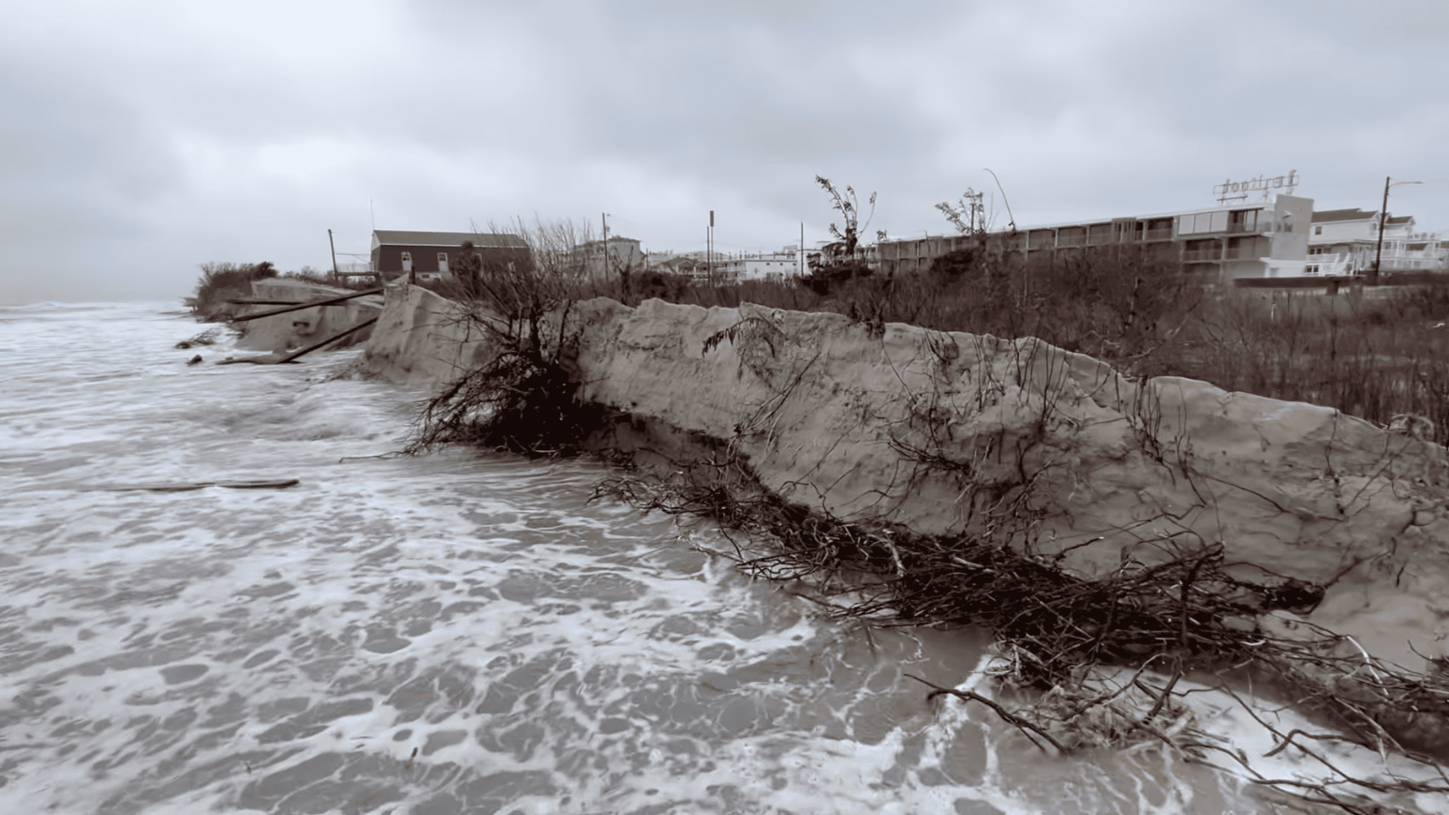 Eroded coastline with exposed tree roots and overcast sky.