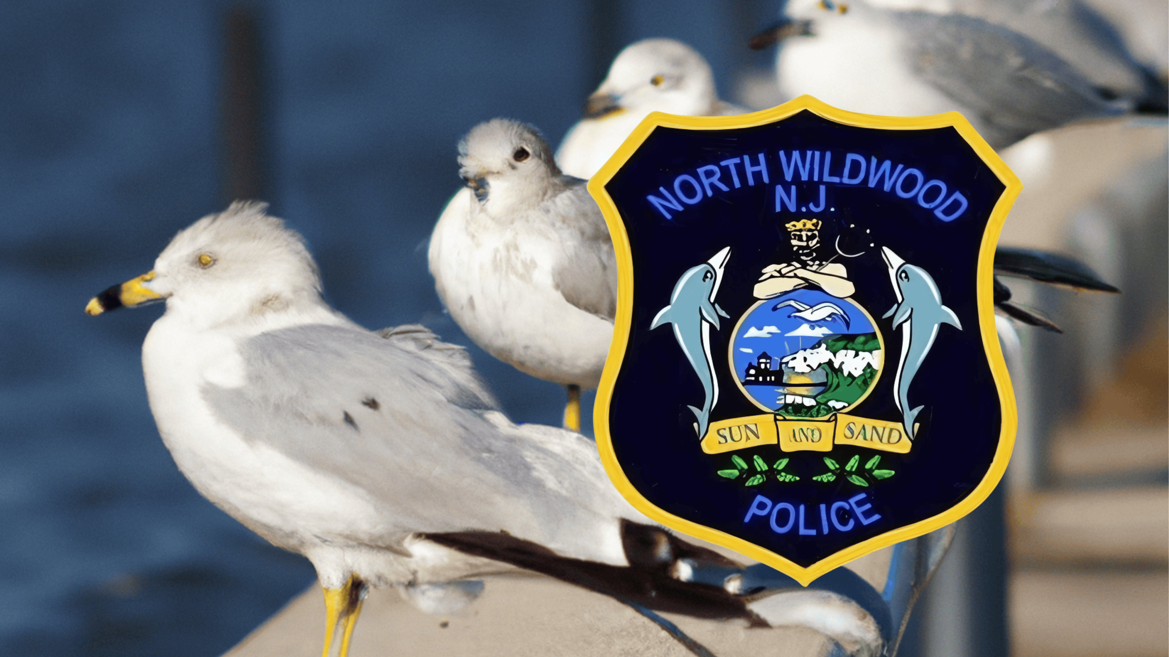 Man Accused of Decapitating Seagull on North Wildwood Beach