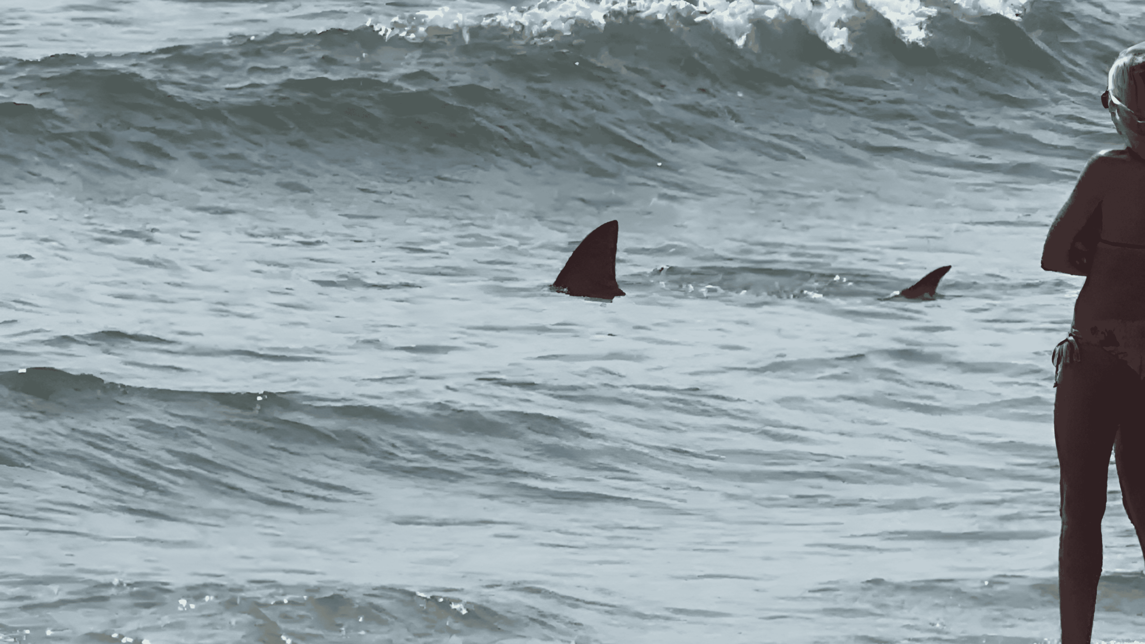 Sharks Seen Off The Coast of Cape May