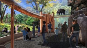 People observing a bear in a zoo enclosure.