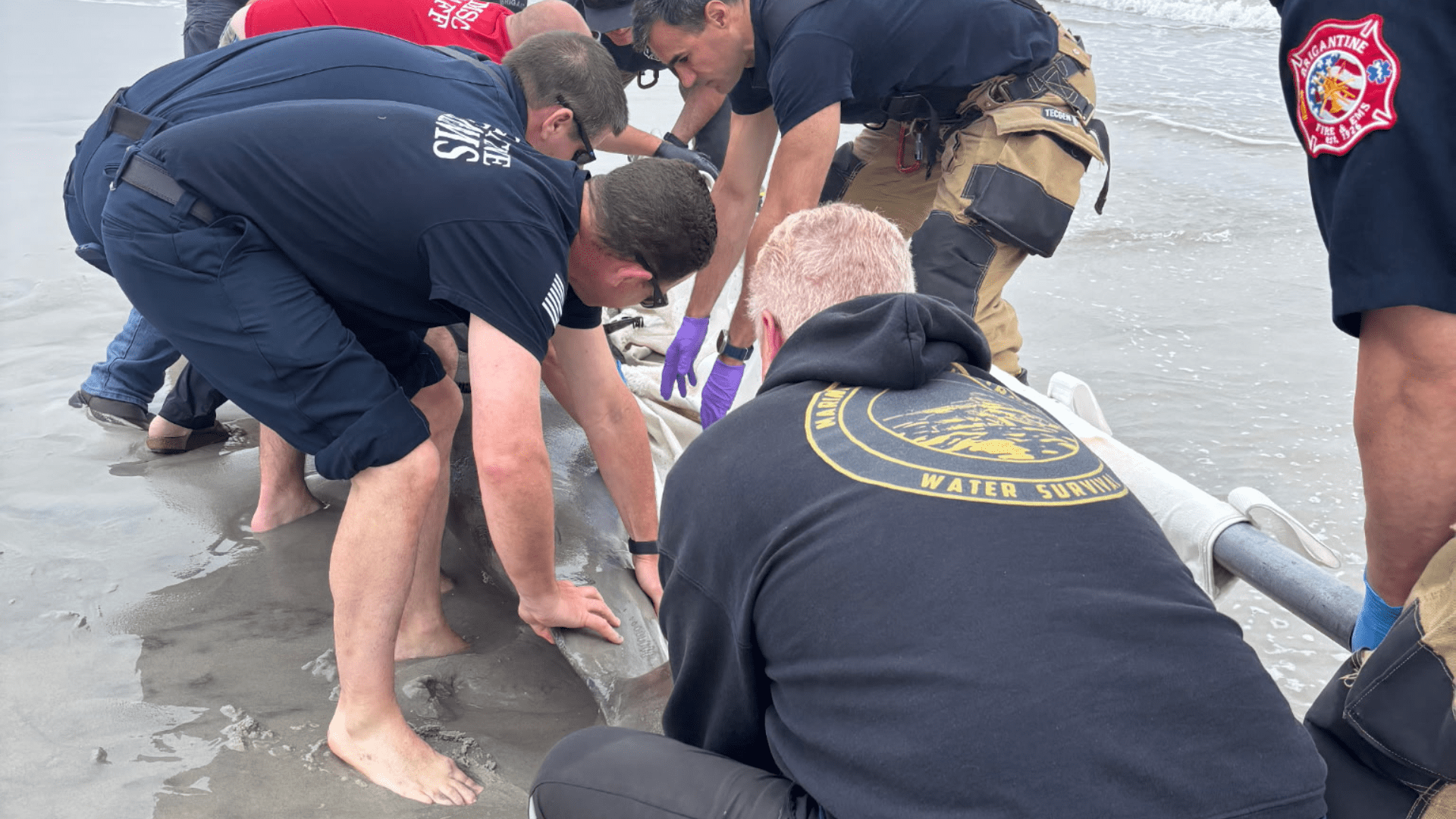 Large Bottlenose Dolphin Strands on Brigantine Beach — Sadly Euthanized