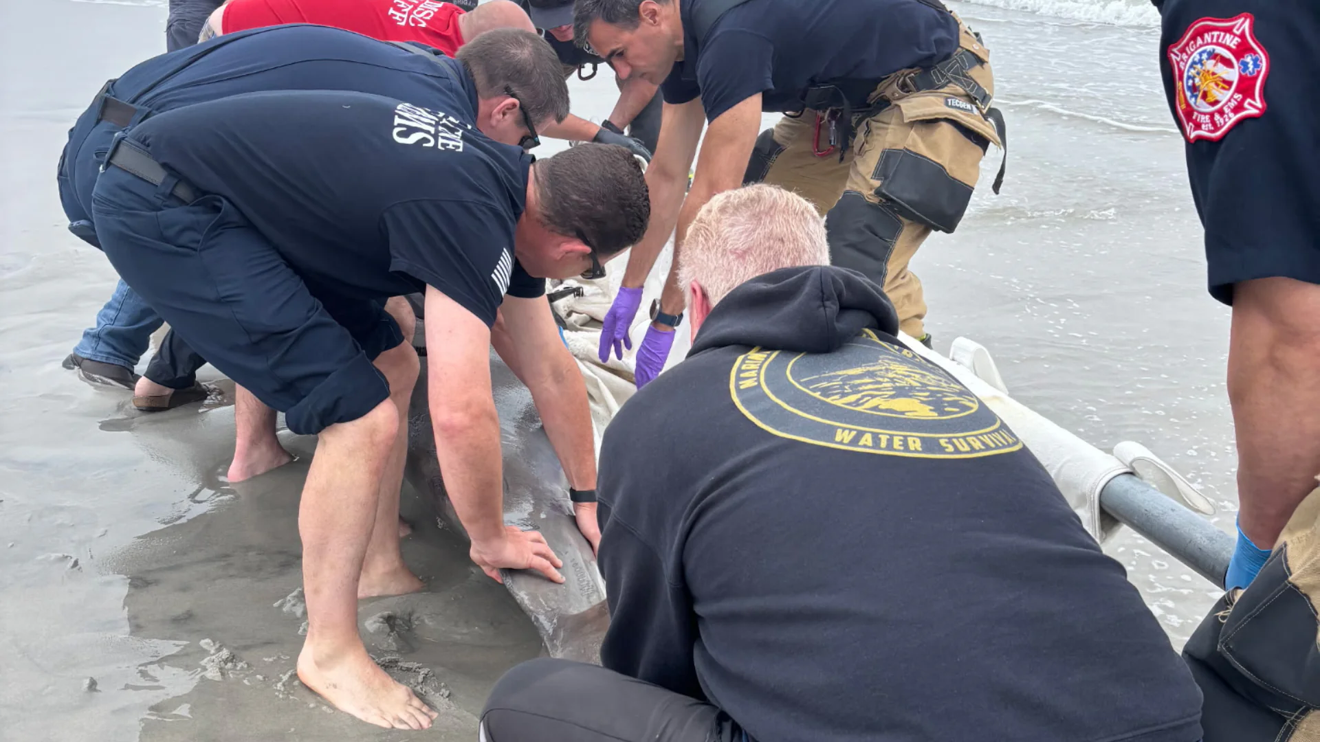 Large Bottlenose Dolphin Strands on Brigantine Beach — Sadly Euthanized