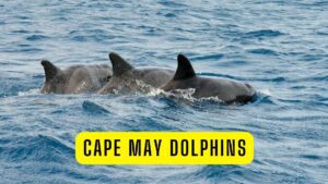 Dolphins Spotted in Large Numbers off Cape May and Wildwood Shores