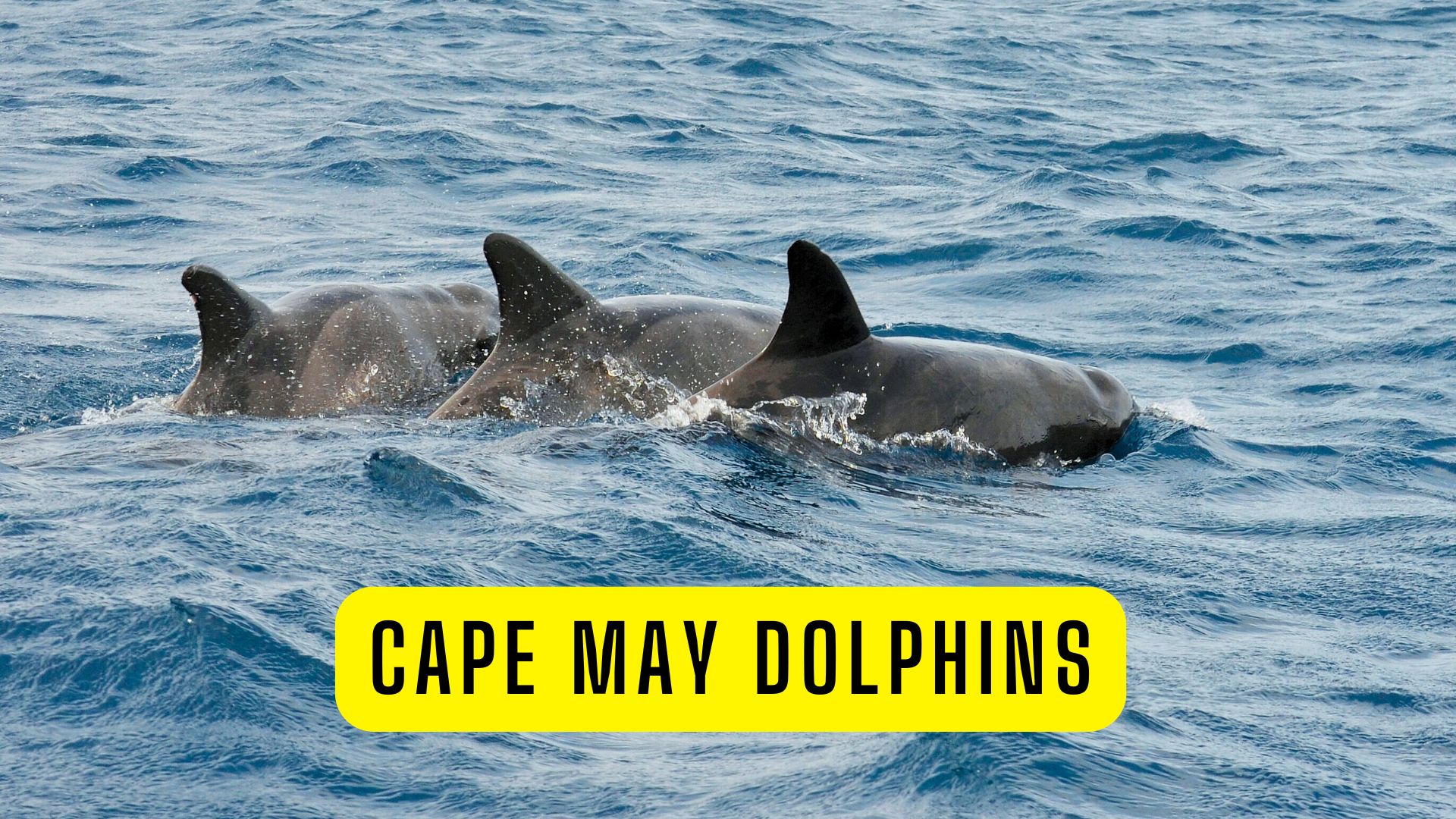 Dolphins Spotted in Large Numbers off Cape May and Wildwood Shores