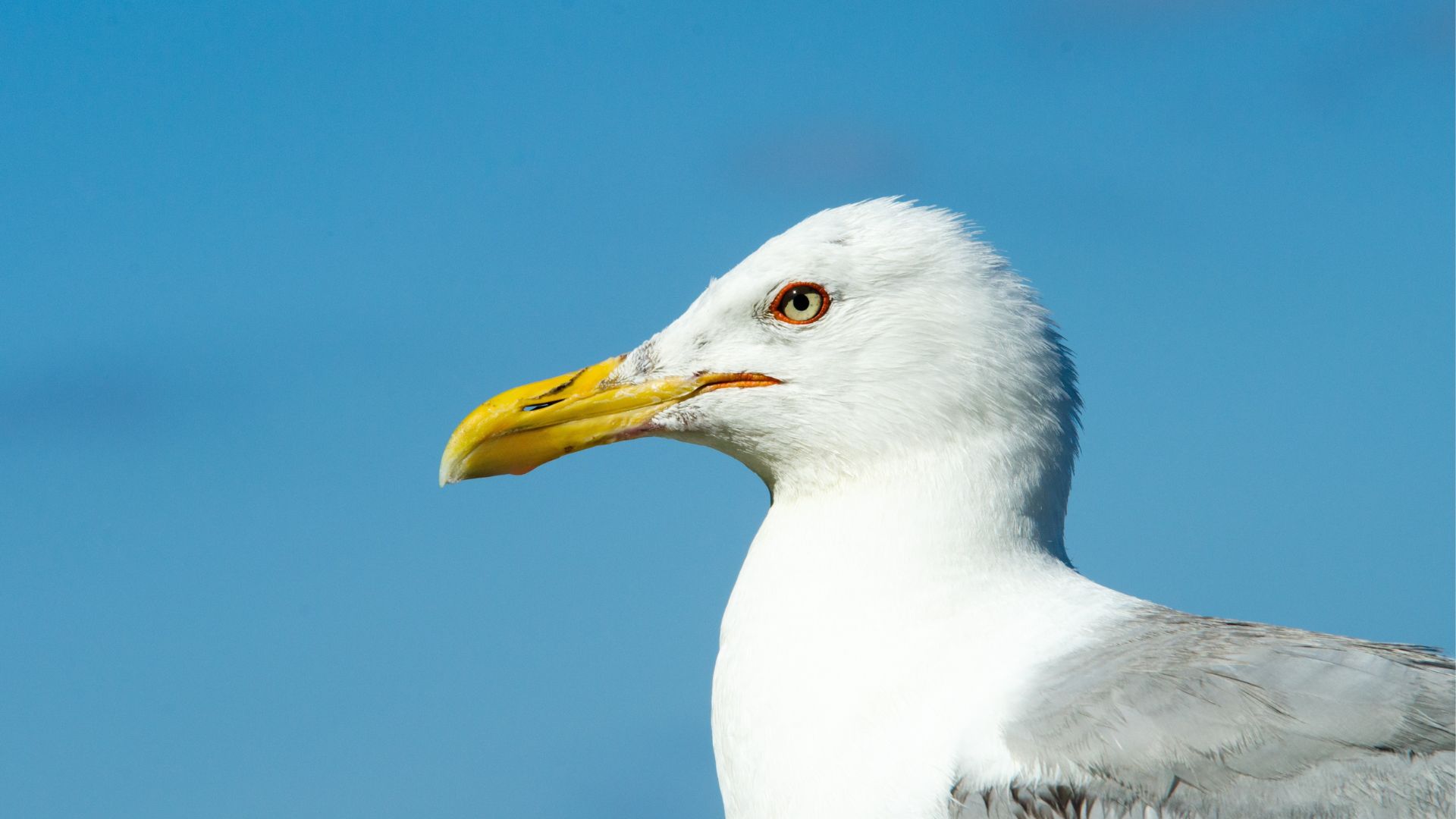 Man Who Allegedly Beheaded Seagull on Wildwood Boardwalk Has Been Indicted