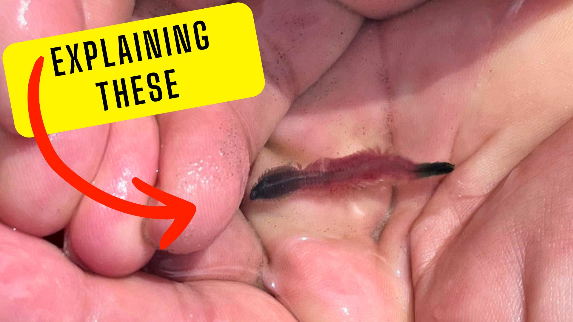 What Are Those Strange Red Worms At The Jersey Shore