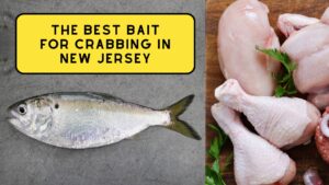 The Best Bait for Crabbing in New Jersey