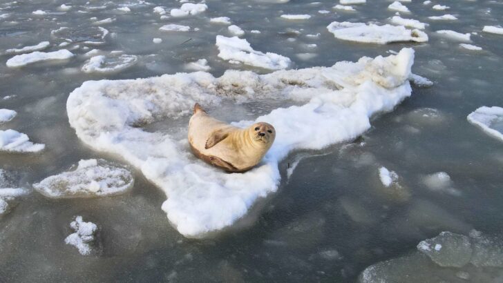 Seal Spotted Resting on Iceberg in Cape May Canal