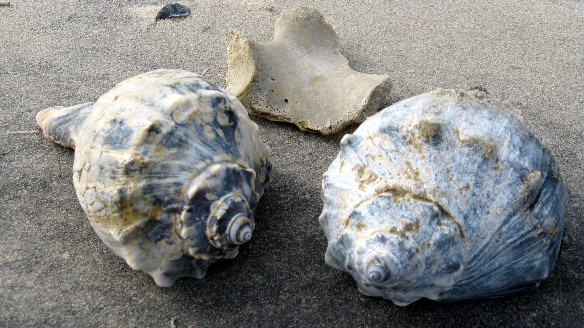 ANSWERING Why Are There So Many Whelk Shells on New Jersey Beaches
