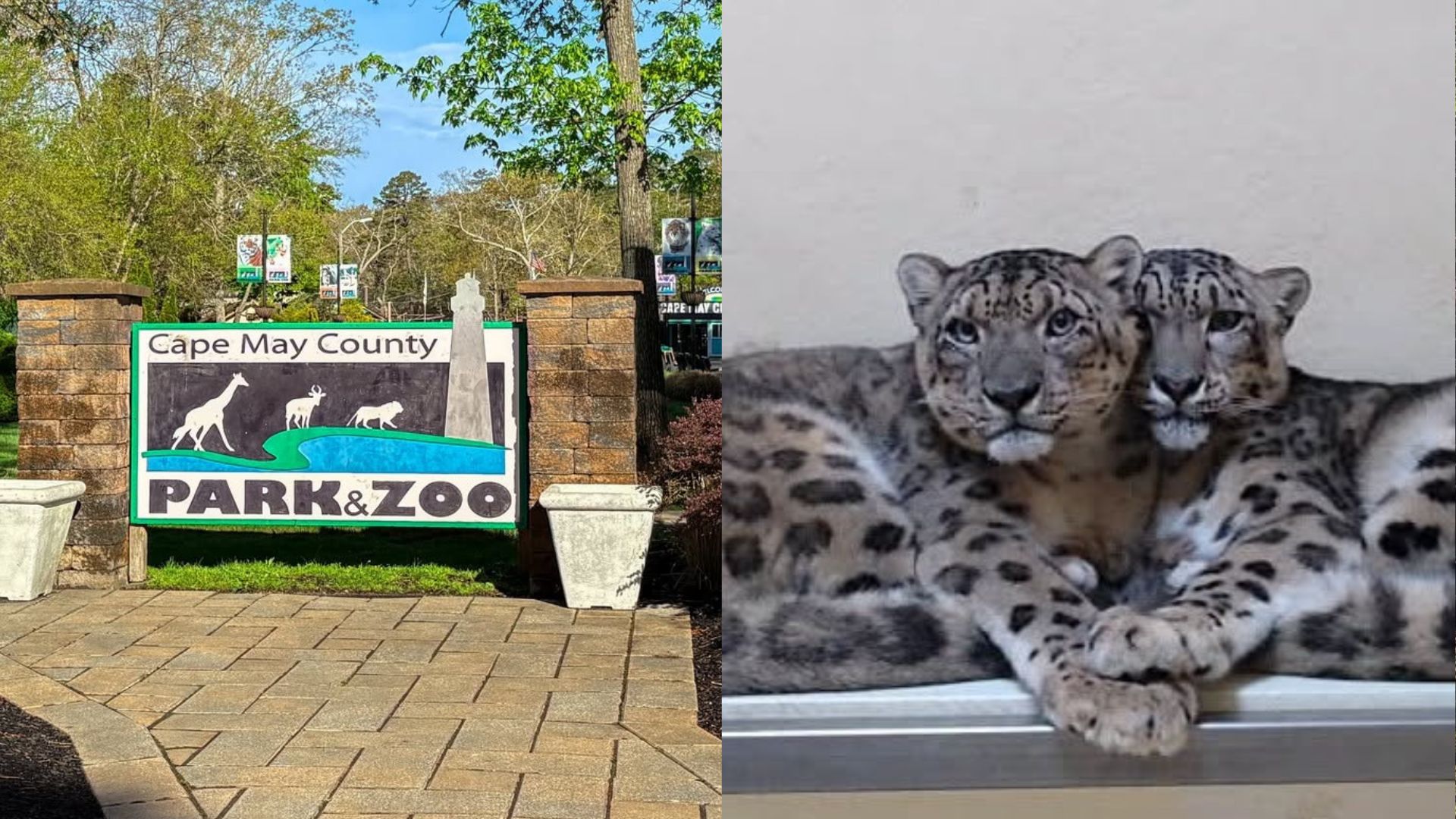 Cape May County Zoo Announces Passing of Snow Leopards Maliha and Bataar