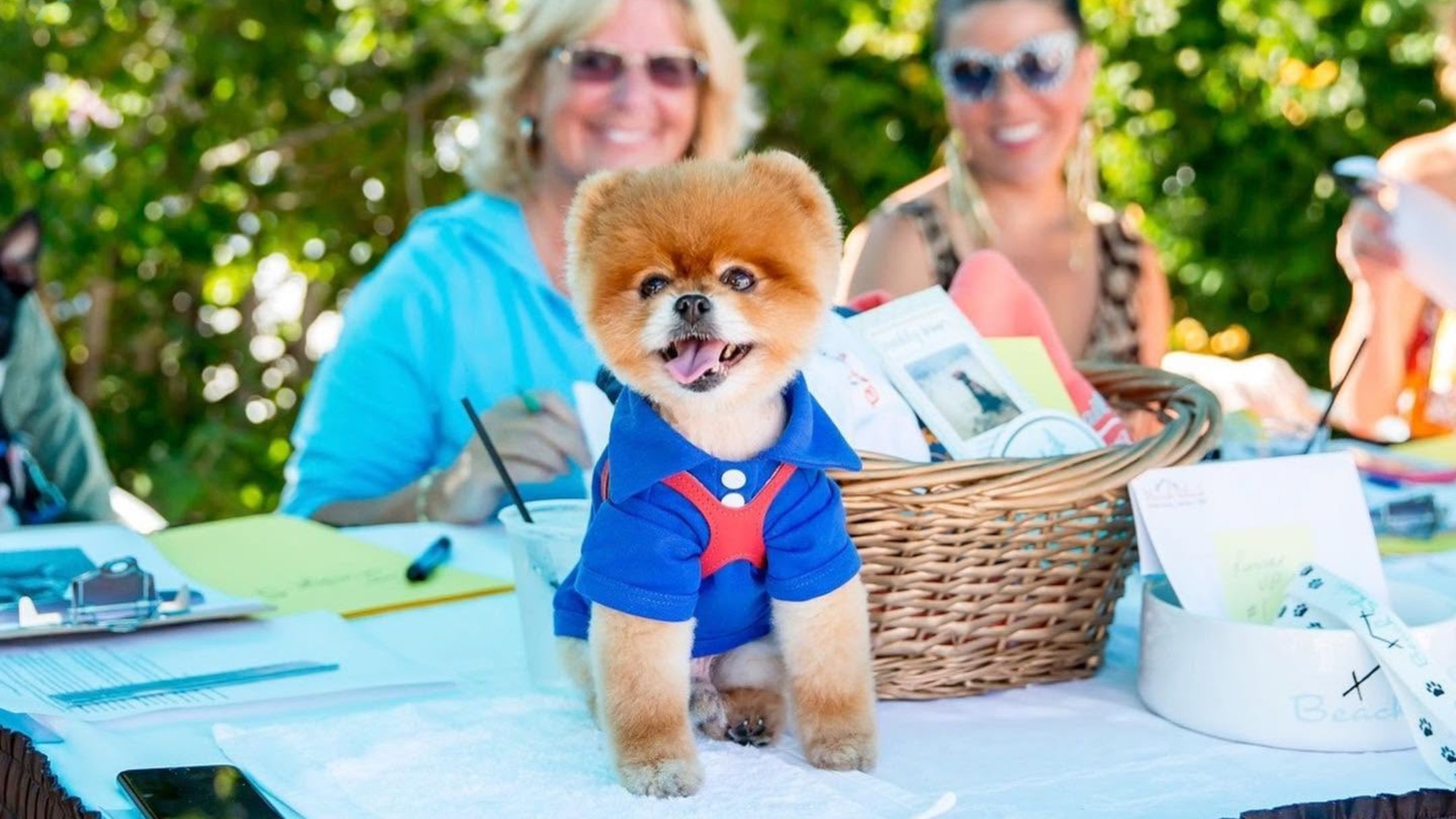 Doggie Pageant Returns to Cape May This Weekend
